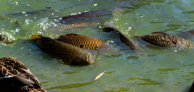 Scaly common carp swimming in green water