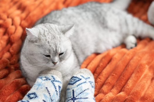 Sleepy kitten with paws sleeps comfortably on orange blanket at owner's feet in woolen socks, family relaxes together,