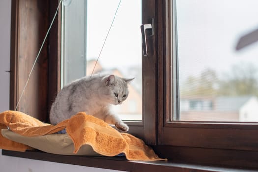 The grey cat stood up from the hammock on the windowsill and, raising his paw, stepped from the bed to the windowsill,