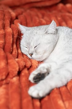 gray cat sleeping peacefully on bright orange blanket, close-up, warm and cozy atmosphere emphasizing comfort and relaxation,