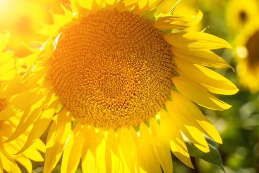 Sunflower flower on agriculture field, growing sunflower for production
