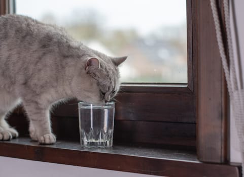 Gray cat drinking from glass on wooden windowsill, with blurred background outdoors, Cozy and curious animal behavior concept,