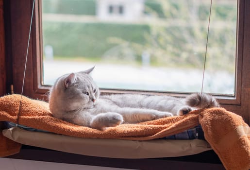 Gray cat lying relaxed on orange blanket on hanging bed on windowsill, warm and cozy atmosphere emphasizing comfort and safety,