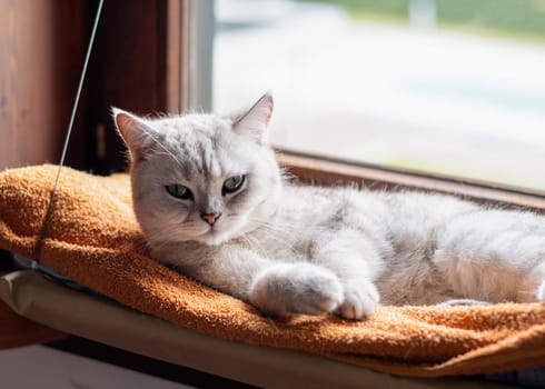 Gray cat lying relaxed on orange blanket on hanging bed on windowsill, warm and cozy atmosphere emphasizing comfort and safety, looking at camera,