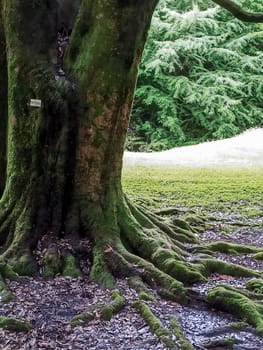Thick, moss-covered roots extend from a large tree in a serene forest. Sunlight filters through the foliage, creating a peaceful ambience. Leaves and soil are visible around the roots.