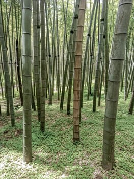 A vibrant bamboo forest filled with tall, green stalks reaching upward. Sunlight filters through the canopy, illuminating the ground covered with lush green plants, creating a serene atmosphere.