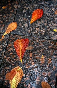 Yellow chestnut leaves lie on a stone path. Leaves look like human footprints after a walk. Yellow leaves taken close-up. Path in a park made of dark stone after rain.