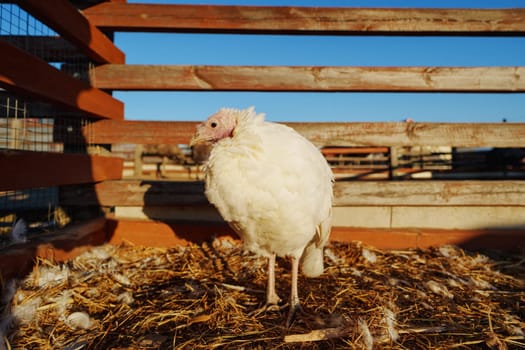 Turkeys foraging in a sunlit farmyard, exploring the dry earth and greenery of a rural environment in autumn