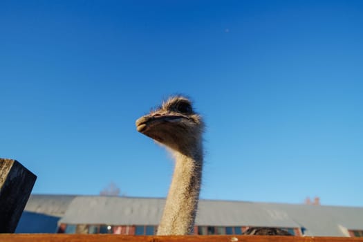 An ostrich is prominently displayed as it explores its surroundings near a wooden fence, with a rustic barn.