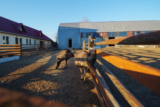 An emu gracefully walks along a wooden fence in a rural farm setting, bathed in the golden light of the morning sun