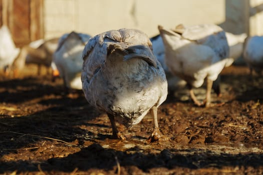 Geese are seen pecking at the wet, muddy ground, searching for food.