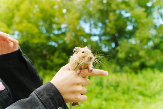 A curious squirrel gently on a hand during a sunny afternoon in the garden
