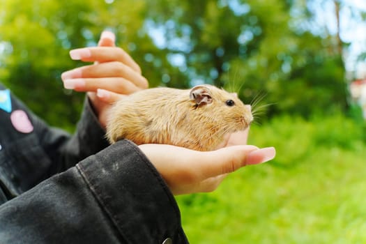 A curious squirrel gently on a hand during a sunny afternoon in the garden