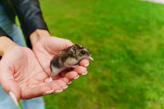 A small hamster nestled comfortably in a child's palm sparks joy and curiosity, embodying the innocence of companionship