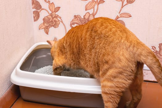 A fluffy orange cat is comfortably sitting inside a clean white litter box, enjoying its time in a cozy space designated for its needs