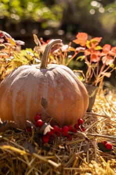 A large yellow pumpkin lies on hay outside. The sun is shining, warm colors. Red rowan berries lie nearby. The yellow, ripe pumpkin is shot in close-up