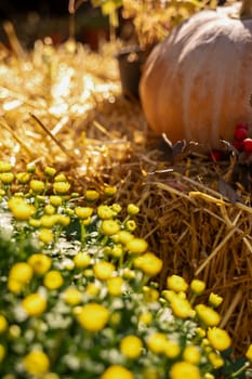 A large yellow pumpkin lies on hay outside. The pumpkin lies on its side. In the foreground are small yellow flowers.