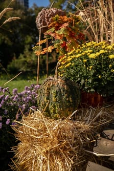 A pile of hay. High quality photo, pumpkin, chrysanthemum flowers, yellow leaves. pumpkin lies on hay. yellow and purple chrysanthemums.
