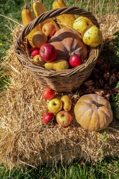 view from above on a korina with pumpkins. apples and pears are lying nearby. branches with yellow leaves are lying. lots of apples and pears. red and yellow apples. oblong pumpkins