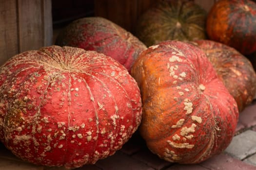 Autumn still life .autumn background . colorful pumpkins. thanksgiving day. Festive harvest festival.