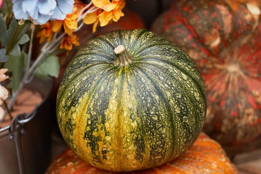Autumn still life .autumn background . colorful pumpkins. thanksgiving day. Festive harvest festival.