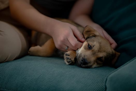 A fluffy puppy sleeps peacefully next to its owner, highlighting their strong bond of companionship