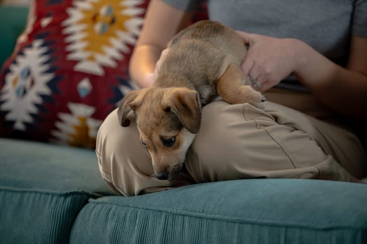 A cute little puppy peacefully snuggled on its owners warm lap, embodying the true essence of companionship and warmth