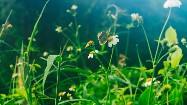 Summer mood background. Energy of Magic wild flora and fauna. Flowers, grass, butterflies.