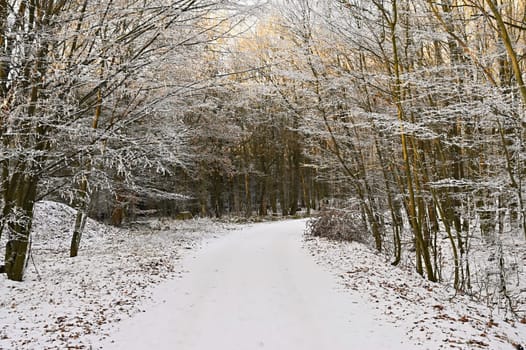 Winter landscape - frosty trees in the forest. Nature covered with snow. Beautiful seasonal natural background.