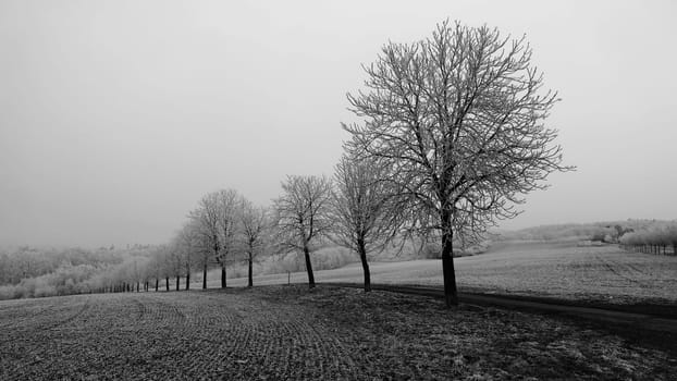 A tranquil winter landscape featuring a row of frost-covered trees lined along a country dirt road. The surrounding fields are dusted with frost, creating a serene and minimalist atmosphere under a soft, overcast sky. The photo captures the quiet beauty of nature in the midst of winter.