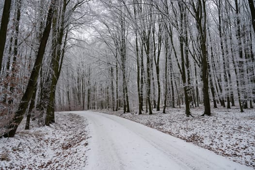 Winter time in the forest. Trees with snow. Nature - landscape.
Concept for winter season and living environment.