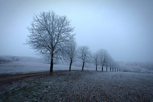 A tranquil winter landscape featuring a row of frost-covered trees lined along a country dirt road. The surrounding fields are dusted with frost, creating a serene and minimalist atmosphere under a soft, overcast sky. The photo captures the quiet beauty of nature in the midst of winter.