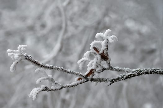 Winter landscape. Frost on branches. Beautiful winter seasonal natural background.