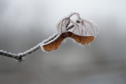 A close-up photograph capturing the delicate beauty of frost-covered autumn leaves on a branch. The golden-brown leaves, partially encrusted with snow and ice, stand out against a softly blurred winter forest background.
