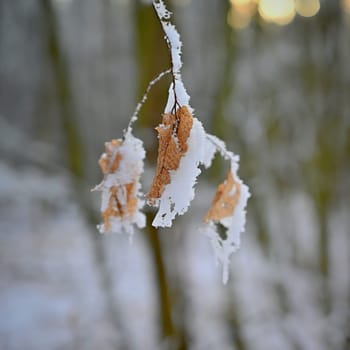 A close-up photograph capturing the delicate beauty of frost-covered autumn leaves on a branch. The golden-brown leaves, partially encrusted with snow and ice, stand out against a softly blurred winter forest background.
