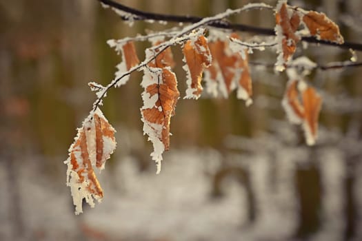 A close-up photograph capturing the delicate beauty of frost-covered autumn leaves on a branch. The golden-brown leaves, partially encrusted with snow and ice, stand out against a softly blurred winter forest background.