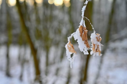 A close-up photograph capturing the delicate beauty of frost-covered autumn leaves on a branch. The golden-brown leaves, partially encrusted with snow and ice, stand out against a softly blurred winter forest background.