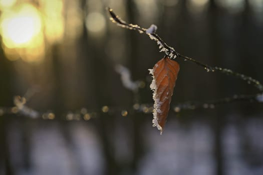 A close-up photograph capturing the delicate beauty of frost-covered autumn leaves on a branch. The golden-brown leaves, partially encrusted with snow and ice, stand out against a softly blurred winter forest background.