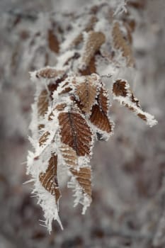 A close-up photograph capturing the delicate beauty of frost-covered autumn leaves on a branch. The golden-brown leaves, partially encrusted with snow and ice, stand out against a softly blurred winter forest background.