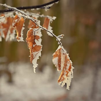 A close-up photograph capturing the delicate beauty of frost-covered autumn leaves on a branch. The golden-brown leaves, partially encrusted with snow and ice, stand out against a softly blurred winter forest background.