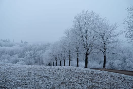 A tranquil winter landscape featuring a row of frost-covered trees lined along a country dirt road. The surrounding fields are dusted with frost, creating a serene and minimalist atmosphere under a soft, overcast sky. The photo captures the quiet beauty of nature in the midst of winter.