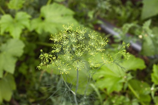 green herbal background of fresh blooming dill, organic gardening, flavoring herbs cultivating