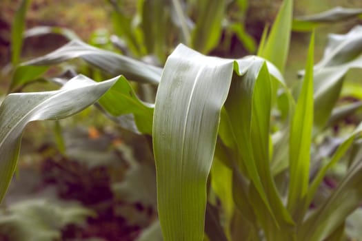 Young corn plants, in a corn field, close-up, green leaves, stem. Agriculture concept.