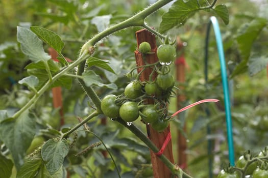an unripe green tomato on a bush in a garden with wooden plant supports
