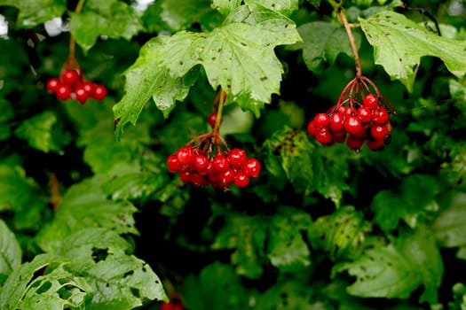Ripe red viburnum berries, bunches on branches with leaves in natural conditions