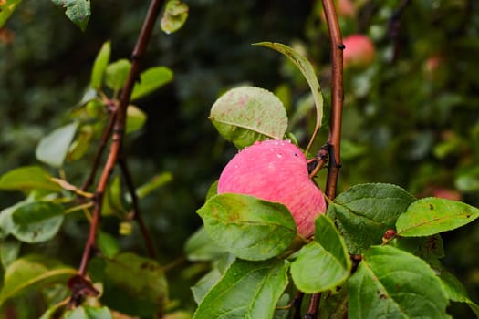 Red apples hanging on branch garden