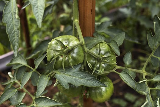 an unripe green tomato on a bush in a garden with wooden plant supports