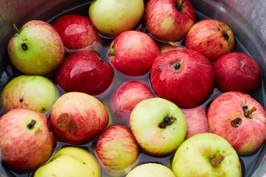 yellow and red apples are in a metal bucket with water. picking apples. autumn harvest.