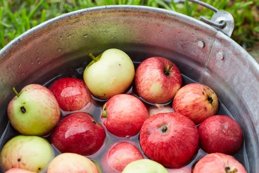 yellow and red apples are in a metal bucket with water. picking apples. autumn harvest.