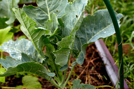 young green cabbage in the garden. organic farming. healthy vegetables. gardening